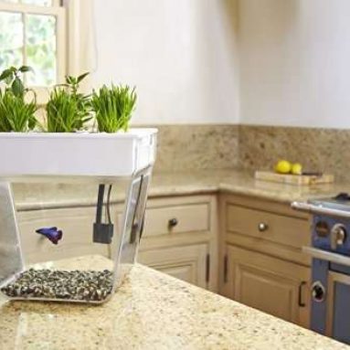 Back to the Roots Water Garden